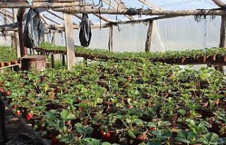 Korona virüs salgını sonrası Milli Piyango bileti...