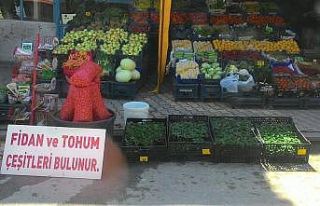 Korona virüs sürecinde sebze fidelerini dikme dönemi