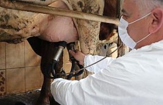 Korona virüs süt üreticisinin hızını kesemedi