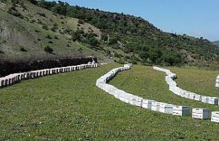 Korona virüsü fırsat bulan hırsızlar 60 kovan...