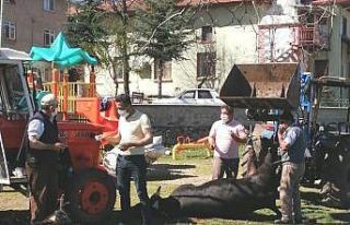 Korona virüsün bitmesi için kurban kesip dua ettiler