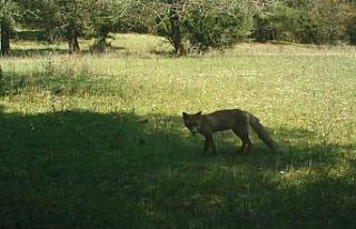 Koronalı günlerde hayvanlar alemi kamerada