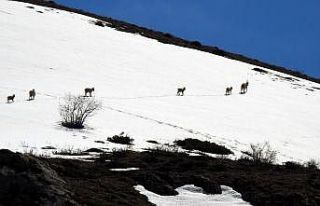 Koruma altındaki çengel boynuzlu dağ keçileri...