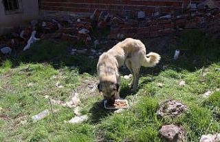 Köylerdeki sokak hayvanları unutulmadı