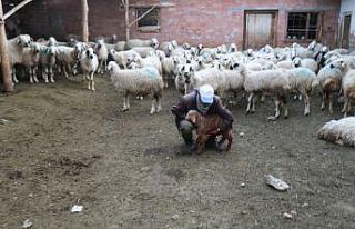 Koyun otlatırken Sağlık Bakanı’na şiir yazdı