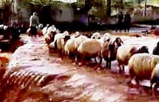 Koyun sürüsü sele kapılmaktan son anda kurtuldu