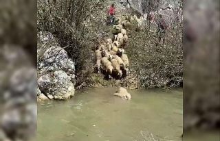 Koyunlar hastalıklara karşı derede yıkanıyor