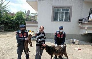 Küçükbaş hayvan hırsızları yakalandı