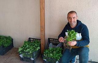 Kulp’ta sebze fideler satışa sunuldu