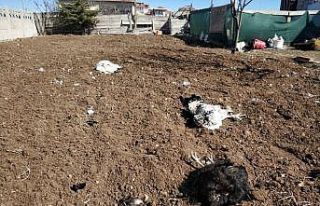 Kümesine dadanan sansar 20 tavuğunu telef etti
