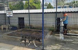 Kuşadası’nda hayvan bakım ve rehabilitasyon merkezi...