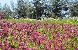 Kuşadası’nın arkasındaki cennet bahçesi; Bahçecik...