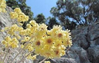 Kuşadası’nın özel çiçekleri açtı