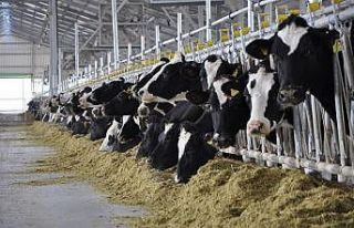 Kütahya’da büyükbaş hayvan sayısı 202 bin...