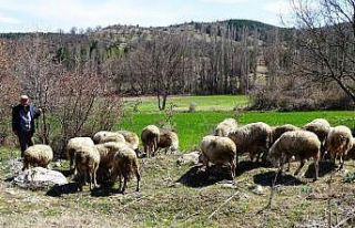 Kütahya’da küçükbaş hayvan sayısı 487 bin...