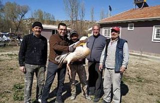 Kütahya’da yaralı pelikan tedavi altına alındı