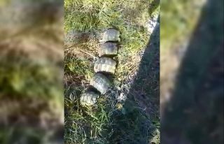 Kuyuda mahsur kalan kaplumbağaların yardımına...