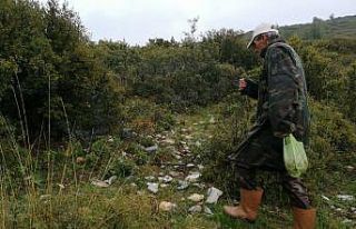 Kuzu göbeği bulmak için dağ, bayır arıyorlar