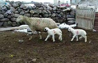 Kuzuların imdadına ’Numara’ yetişti