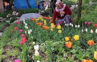 Laleler çiçek açtı