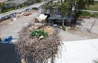 Leyleğin yumurta nöbeti