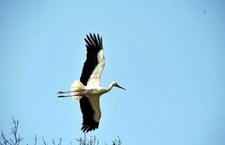 Leylekler yuvalarını kurmaya başladı