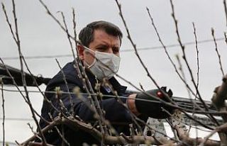 Makası eline alan vali, ağaç dallarını tek tek...
