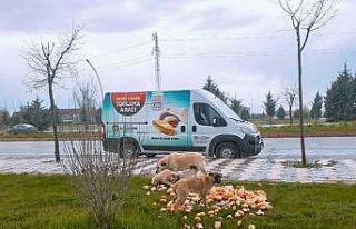 Malatya Büyükşehir Belediyesi, sokak hayvanlarını...