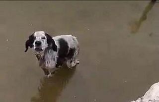 Malatya’da havuzda mahsur kalan köpek kurtarıldı