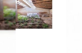 Malatya’da yasa dışı kenevir ele geçirildi