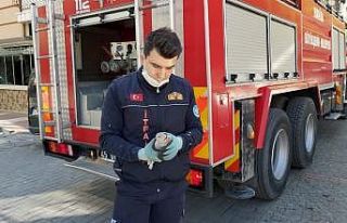 Manisa İtfaiyesinden kuş kurtarma operasyonları