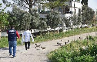 Manisa’da sokak hayvanları ihmal edilmiyor