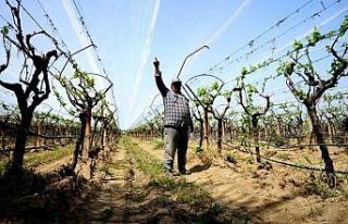 Manisa’da üzüm bağlarında doluya karşı önlem