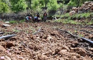 Mardin’de kadın çiftçiler ada çayını toprakla...
