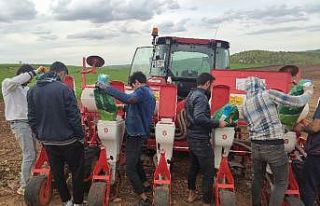 Mazıdağı’nda çiftçiler mısır tohumlarını...