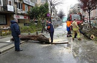 Mecidiyeköy’de fırtınanın etkisiyle devrilen...