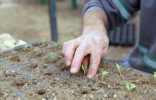 Menteşe’de yerel tohumlar toprakla buluştu