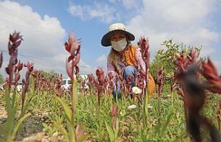 Mersin’de kadın kooperatifinden salep hasadı