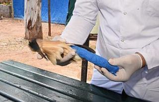 Mersin’de nesli tükenmekte olan balaban kuşu yaralı...