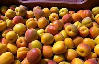 Mersin’de sofralık kayısı hasadı başladı