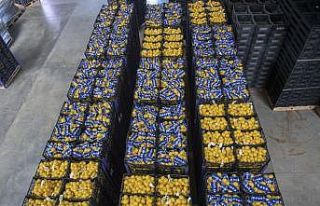 Mersin’den İstanbul’a 20 ton limon daha gönderildi