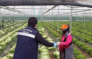 Mevsimlik tarım işçilerine koruyucu maske