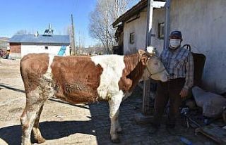 Milli Dayanışma Kampanyası’na 450 kiloluk düve...