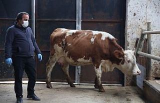 Milli Dayanışma Kampanyası’na düve bağışlayarak...