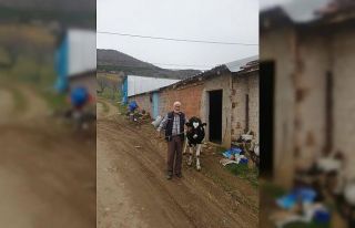 Milli Dayanışma Kampanyası’na düvesini bağışladı