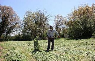 Muğla’da çiftçiler üretim için çalışıyor