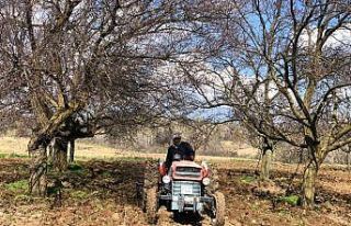 Muhtar, yaş sınırına takılan köylüsünün tarlasını...