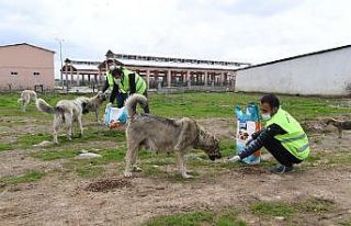 Muş Belediyesi sokak hayvanlarını sahipsiz bırakmıyor