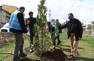Muş Belediyesinden fidan dikim çalışması