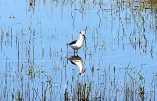 Muş Ovası zengin kuş popülasyonuna ev sahipliği...